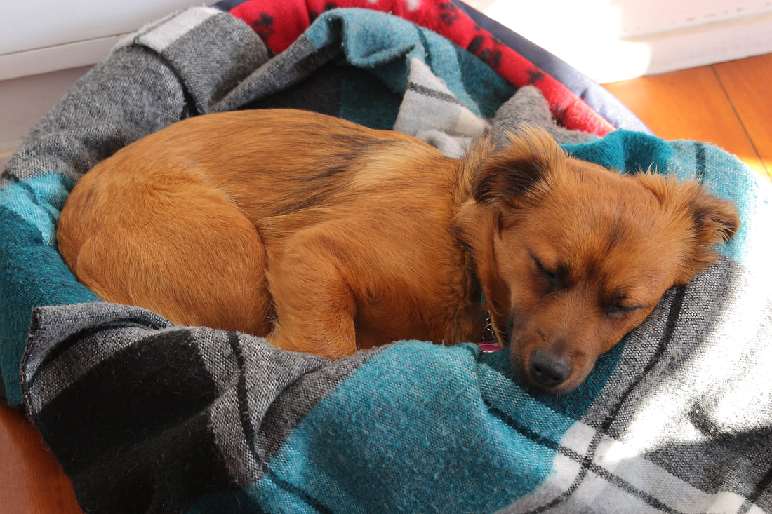 small brown dog sleeping on a checked quilt in a basket