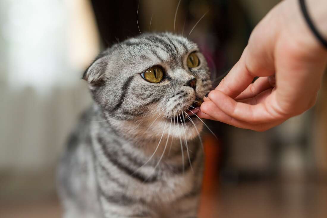 grey cat being hand fed a treat