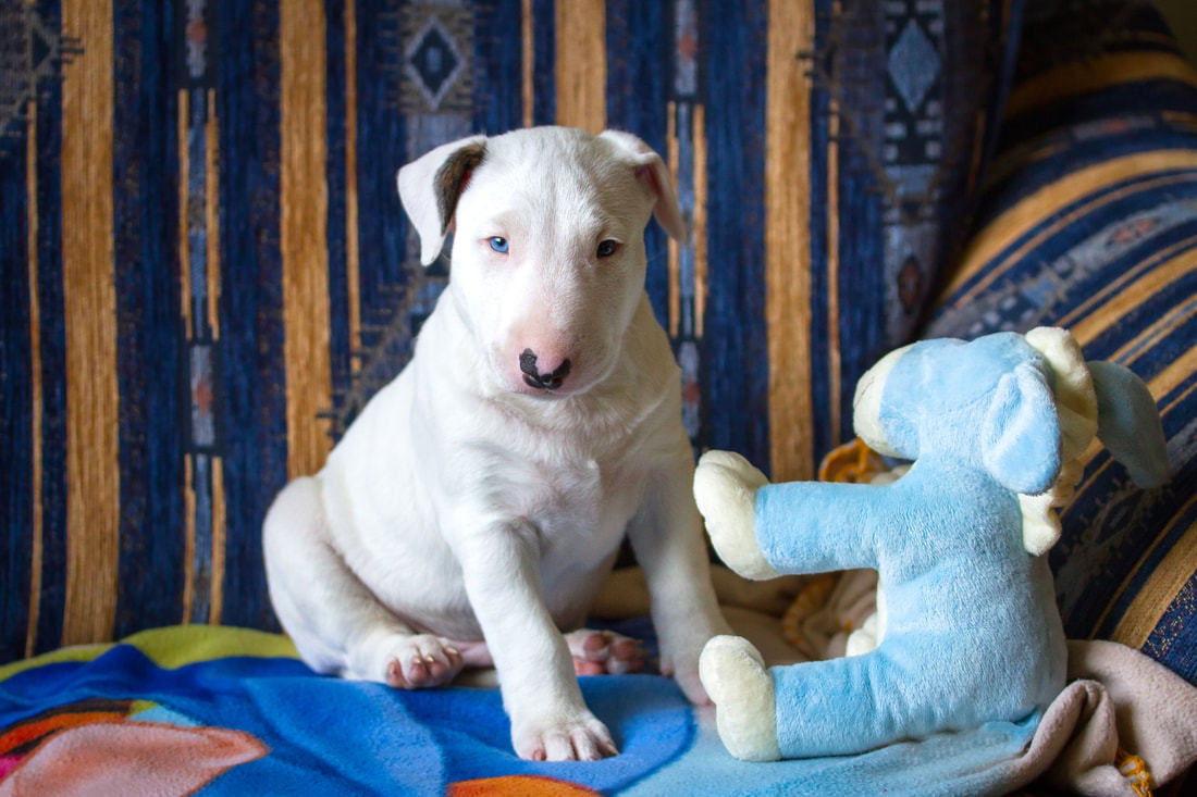 english bull terrier puppy on a bed with a cuddly toy